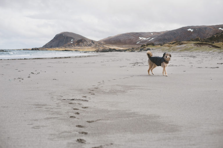 Norwegenurlaub mit Hund Bestimmungen, Tipps und Packliste The